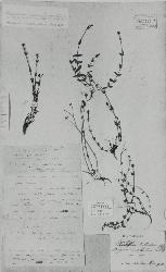 Hypericum involutum type specimen (Herb. Webbianum, No. 022722, ex Herb. Labillardière, Museo di Storia Naturale).
 © Landcare Research 2010 